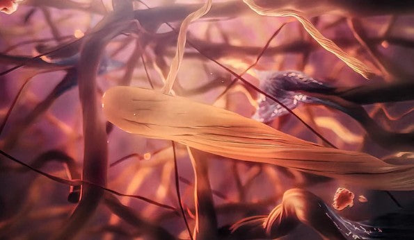 the regeneration of neural pathways thanks to mushroom microdosing