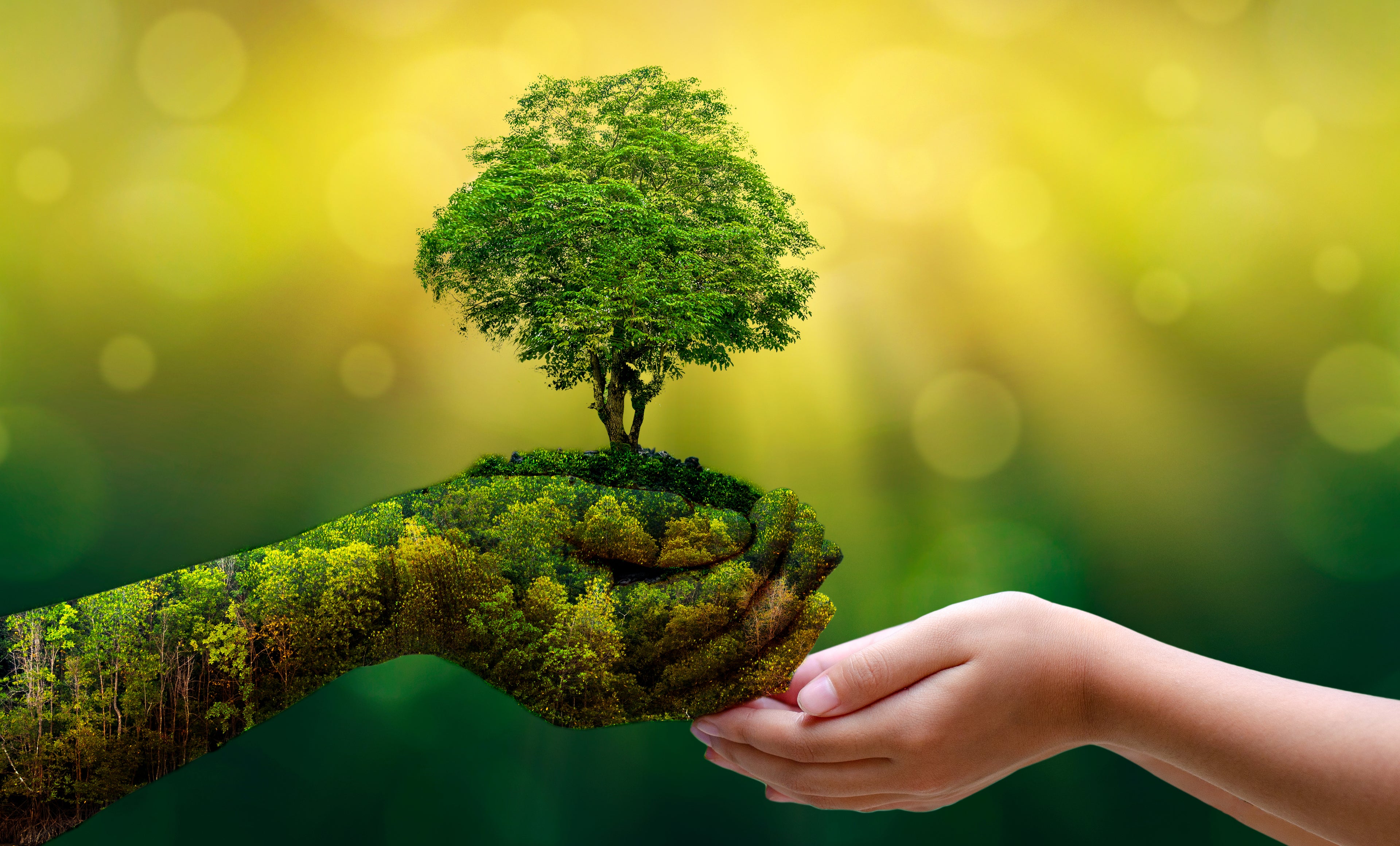 hands that represents nature giving a tree to a persons hands