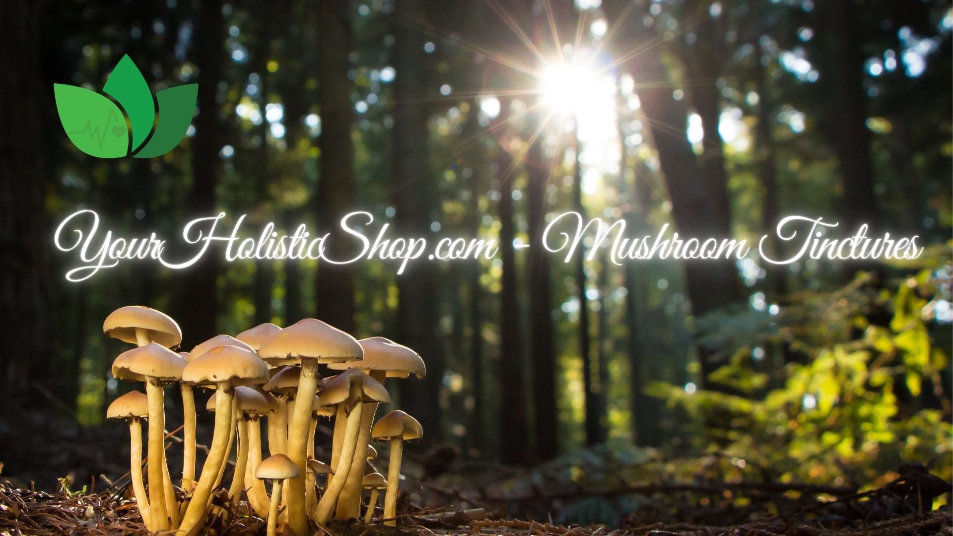 YourHolisticShop.com - Mushroom Tinctures