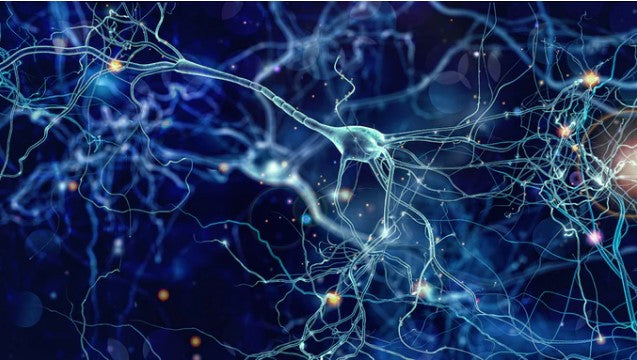 Neuron cells connecting thanks to Mushroom Nootropic microdosing